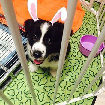 Forro para Carga de Animais de Estimação em Veículos (3 Cores)