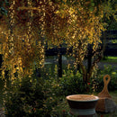 Luzes Pisca-Pisca LED Movidas à Energia Solar